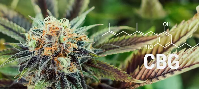 Strongest cannabinoids