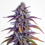 Glookies Autoflower cannabis bud with vibrant purple leaves, orange pistils, and dense frosty trichomes