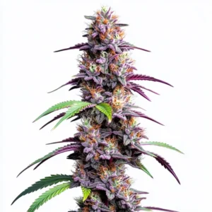 Mimosa XXL Autoflower cannabis strain with vibrant purple buds and green leaves