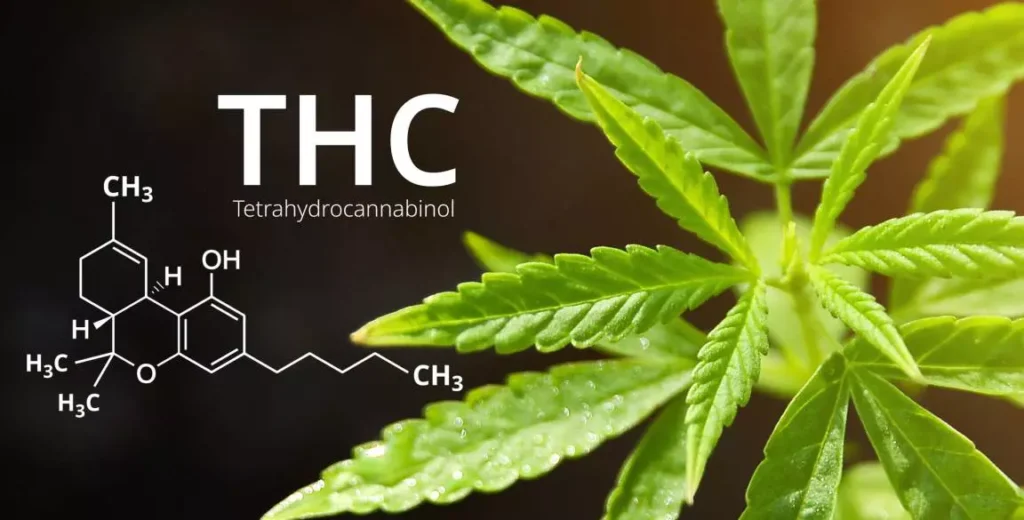 Total cannabinoids meaning
