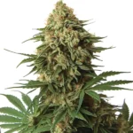 Dense buds of the 9 Pound Hammer Strain cannabis strain with vibrant green and orange pistils.