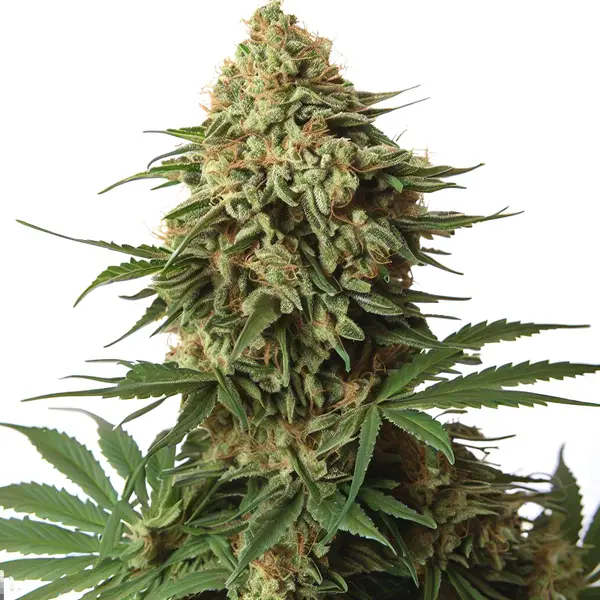 Dense buds of the 9 Pound Hammer Strain cannabis strain with vibrant green and orange pistils.
