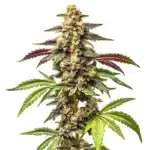 Alien Rock Candy F1 cannabis plant with dense frosty buds and purple-tinged leaves.