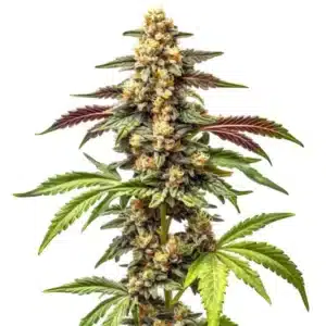 Alien Rock Candy F1 cannabis plant with dense frosty buds and purple-tinged leaves.