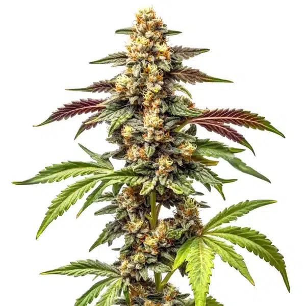 Alien Rock Candy F1 cannabis plant with dense frosty buds and purple-tinged leaves.