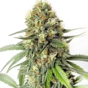 Amnesia F1 cannabis bud with dense structure, orange pistils, and sugar-coated trichomes.