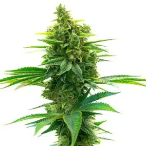 Big Jack Widow Auto cannabis with large frosted buds and sharp green serrated leaves.