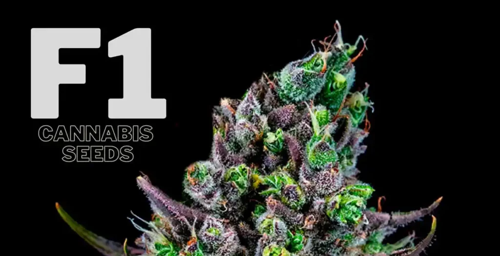 F1 hybrid genetics to cultivate crops that are more consistent