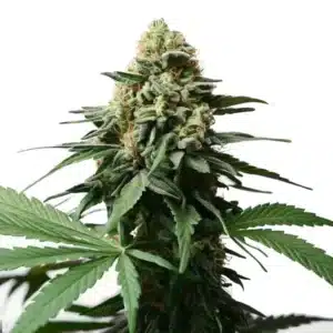 Gorilla Grapefruit cannabis plant with large, frosty buds and orange pistils.