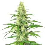 Jack Herer x White Widow Auto cannabis bud with frosty compact flowers.