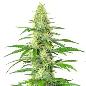 Jack Herer x White Widow Auto cannabis bud with frosty compact flowers.