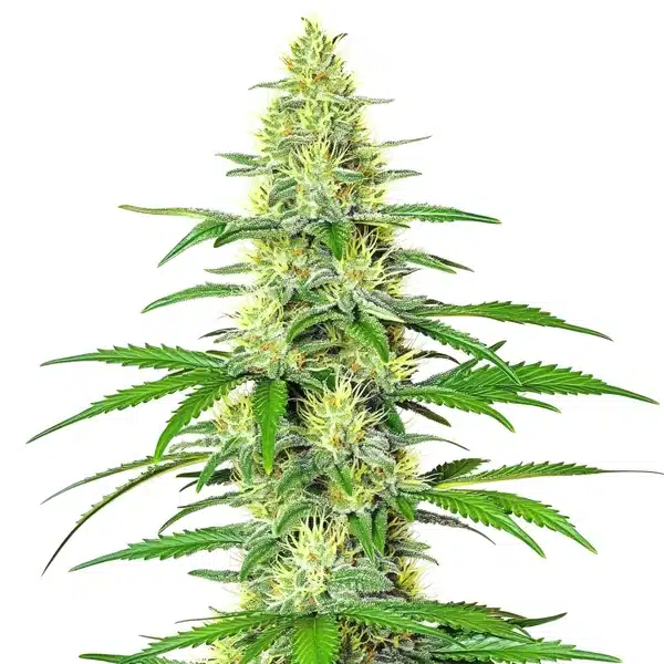 Jack Herer x White Widow Auto cannabis bud with frosty compact flowers.