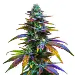 Jealousy F1 cannabis plant with thick purple buds and orange pistils covered in trichomes.