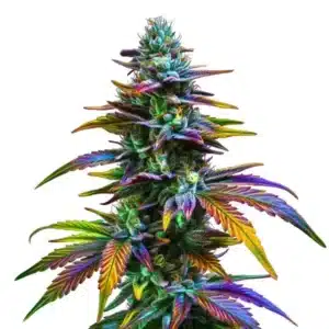 Jealousy F1 cannabis plant with thick purple buds and orange pistils covered in trichomes.