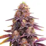 Mimosa F1 cannabis plant with purple-orange buds and brightly colored sugar leaves.