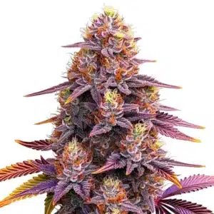 Mimosa F1 cannabis plant with purple-orange buds and brightly colored sugar leaves.