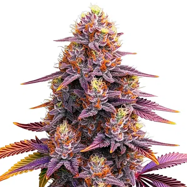 Mimosa F1 cannabis plant with purple-orange buds and brightly colored sugar leaves.