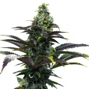 Purple Gelato Autoflower strain with dense purple buds and frosty white trichomes