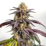 Vibrant Purple Lemon strain with zesty citrus aroma and hybrid structure.