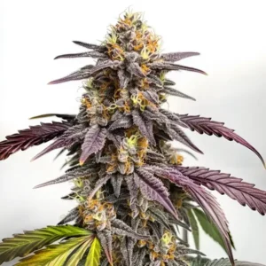 Vibrant Purple Lemon strain with zesty citrus aroma and hybrid structure.