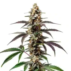 Purple Punch F1 cannabis plant with frosty purple buds and vibrant green and violet leaves.