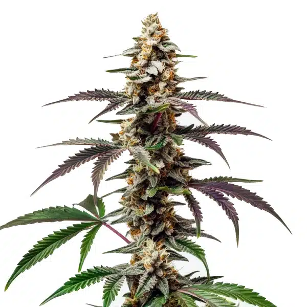 Purple Punch F1 cannabis plant with frosty purple buds and vibrant green and violet leaves.
