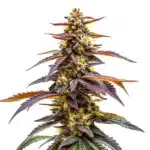 RudeBoi OG F1 cannabis plant with frosty dark green buds and serrated dark leaves.