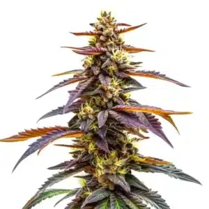 RudeBoi OG F1 cannabis plant with frosty dark green buds and serrated dark leaves.