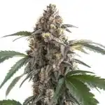 Sour Mac F1 cannabis plant with bright resinous buds and purple-tinged serrated leaves.
