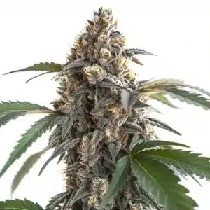 Sour Mac F1 cannabis plant with bright resinous buds and purple-tinged serrated leaves.