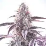 Wedding Crasher F1 cannabis plant with frosty purple buds and dark green sugar leaves.
