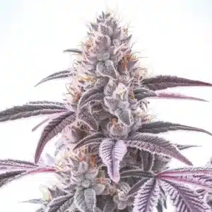 Wedding Crasher F1 cannabis plant with frosty purple buds and dark green sugar leaves.