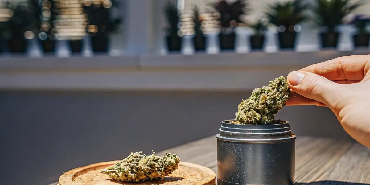 hand placing a cannabis bud into a storage container on a sunny table
