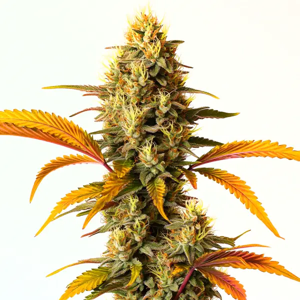 The Hellfire OG Auto cannabis plant displaying vibrant orange and green leaves with dense, frosty buds.