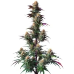 Pink Runtz Auto cannabis plant with vibrant purple hues, frosty buds, and dense trichomes, offering a fruity, sweet aroma and colorful leaves.