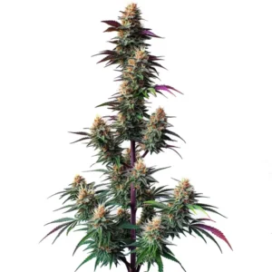 Pink Runtz Auto cannabis plant with vibrant purple hues, frosty buds, and dense trichomes, offering a fruity, sweet aroma and colorful leaves.