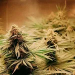 How much marijuana do I want to harvest