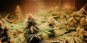 How much marijuana do I want to harvest