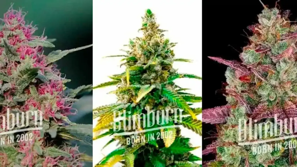 Outdoor Autoflower Seeds