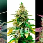 Outdoor Autoflower Seeds