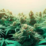 Optimize cannabis yield