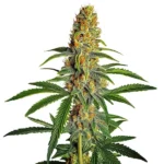 Amnesia Bubba Autoflower F1 cannabis plant with dense buds, orange pistils, and frosty trichomes.