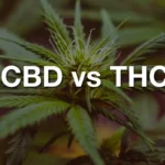 CBD vs THC