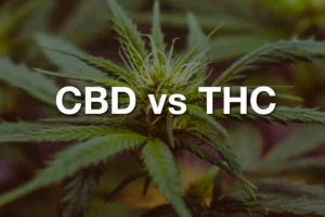 CBD vs THC