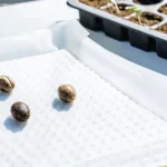Multiple cannabis seeds on a brown growing medium and a tray of sprouted seeds on a white surface.