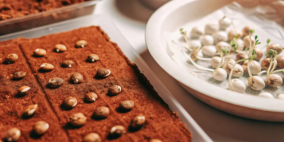 Five cannabis seeds on a white paper towel next to a black seed starting tray.