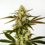 Do Si Dos Autoflower F1 cannabis plant with frosty buds and hybrid vigor