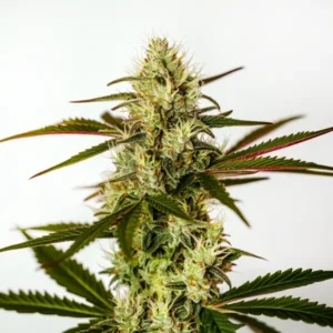 Do Si Dos Autoflower F1 cannabis plant with frosty buds and hybrid vigor