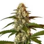 Frosted Guava Auto plant with thick frosty buds and dark green serrated leaves.