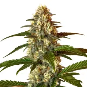 Frosted Guava Auto plant with thick frosty buds and dark green serrated leaves.